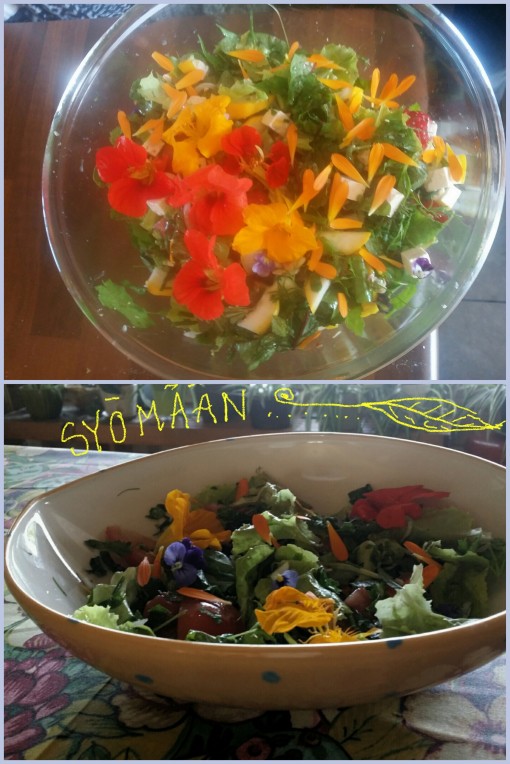 pihan satoa salaatiksi: kukkia, apilaa,poimulehteä,voikukkaa,minttua, vesiheinää....
